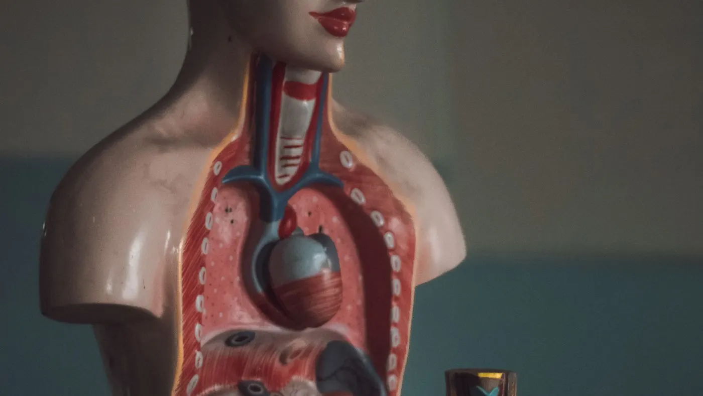 Maqueta anatómica de un torso humano con los órganos del tórax y el abdomen a la vista, para ubicar el estómago donde se coloca el balón gástrico